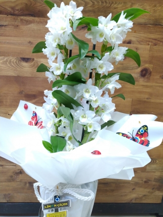 DENDROBİUM