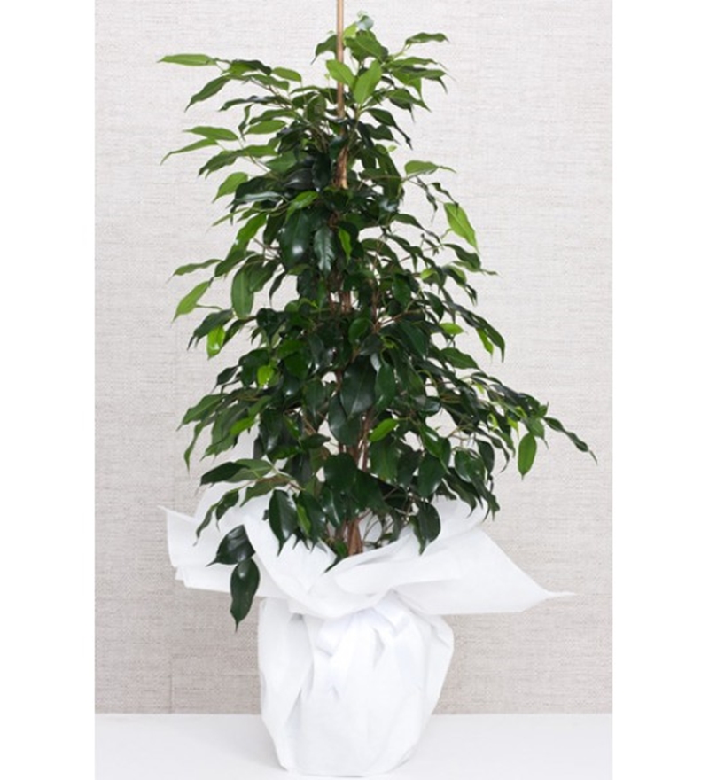 Ficus Benjamin Bitkisi