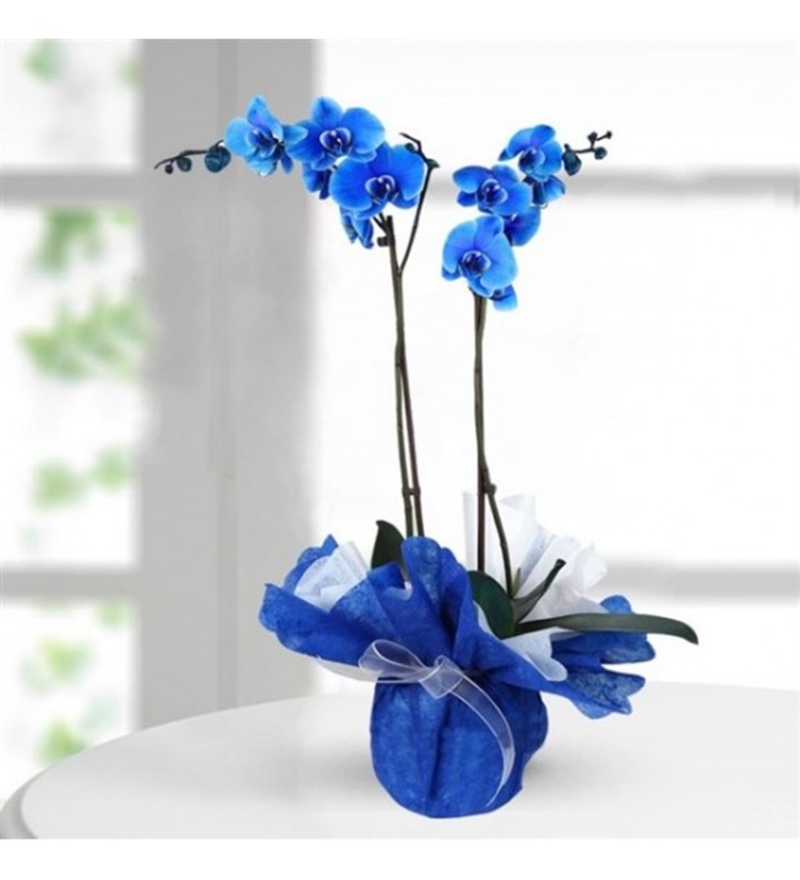 2 Dal Mavi Orkide