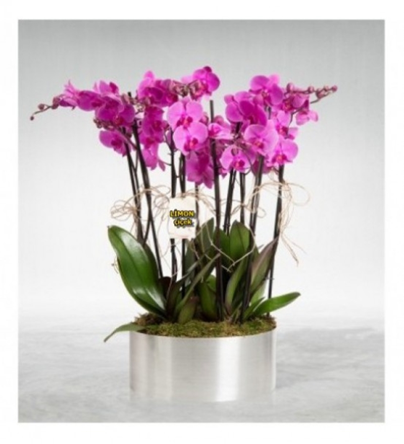 Lila Orkideler