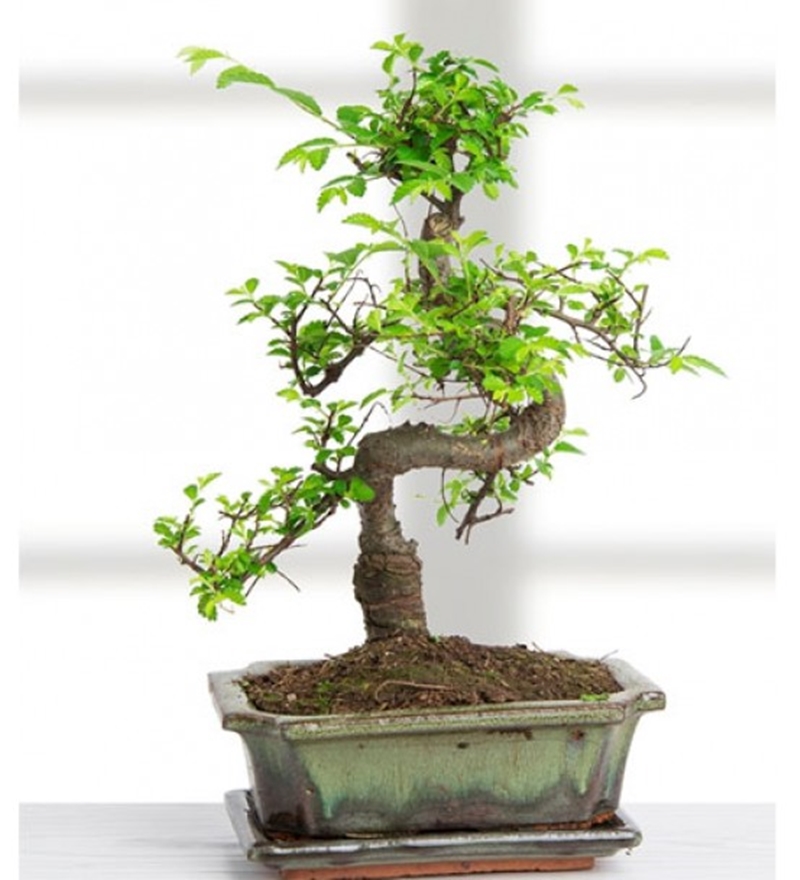 Bonsai